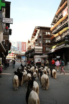 Zermatt, Switzerland summer Goat's Parade August 2026