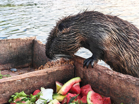 A nutria eats grains from a wooden feeder filled with vegetables by the water. for wildlife magazines, educational materials, animal nutrition guides, eco-projects, biology blogs, promotion