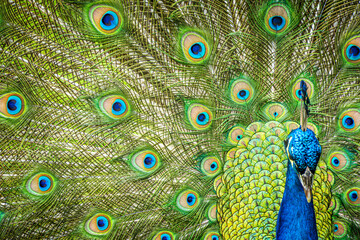 Wallpaper with copy space of peacock displaying vibrant plumage scene. © Nicolas Ospina
