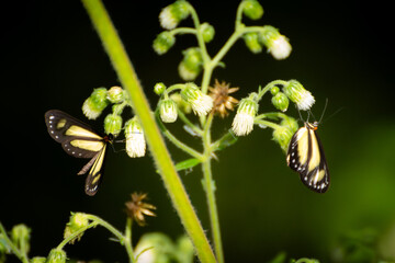 Two Yellow Butterflies Feeding on Small White Wild Flowers in Lush Green Nature Close-Up © Nicolas Ospina
