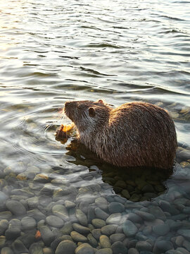 A nutria sits in shallow water on a rocky riverbank at sunset, eating a piece of bread. Perfect for wildlife magazines, nature blogs, educational materials, animal care guides, and biology studies.