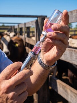 Rancher loading an automatic livestock vaccination syringe with a vaccine vial in a wooden corral with cattle in the background, animal health management on a farm.