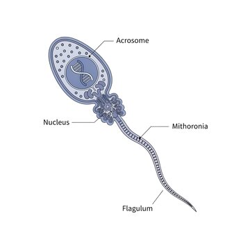 Anatomical diagram of human sperm cell showing acrosome and nucleus structure for educational biology research and medical science presentations