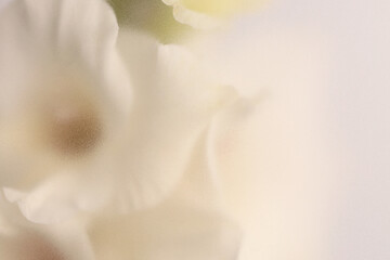 Fototapeta premium Smoke selected soft focus cream beige white Gladiolus Flower through translucent matte frosted glass. Abstract natural blurred grain fog background.