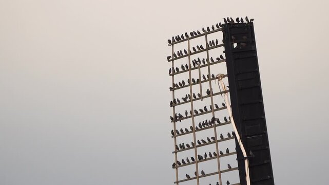 A group of common starlings (Sturnus vulgaris) sitting on the blade of a windmill in Kinderdijk windmill area while another flock of starlings fly past - slow motion