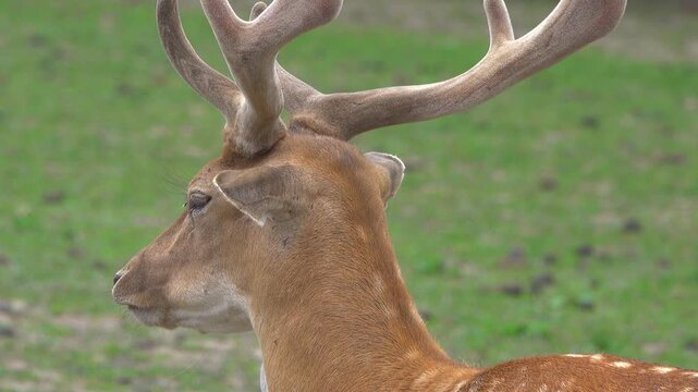 Close-Up of Male Fallow Deer Buck on Meadow in Nature Reserve

.