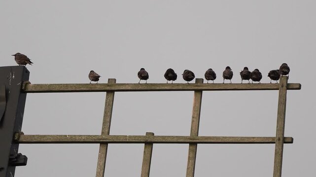 A group of common starlings (Sturnus vulgaris) sitting on the blade of a windmill in Kinderdijk windmill area.