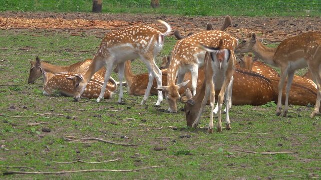 Herd of European Fallow Deer on Meadow in Nature Reserve.