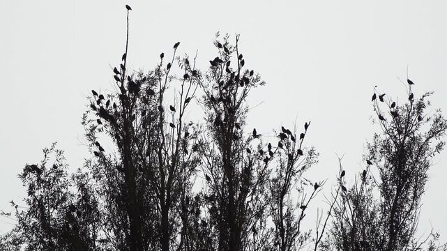 A group of common starlings (Sturnus vulgaris) gathering in a willow in the evening