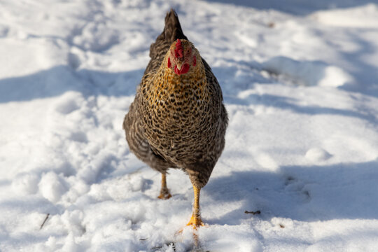 Chicken Standing in Snowy Field