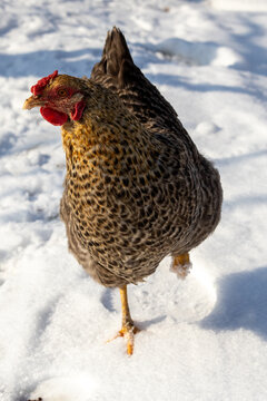 Chicken Standing in Fresh Snow on Winter Day