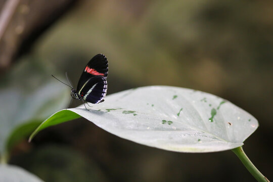 butterfly on a leaf