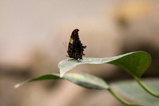 butterfly on leaf