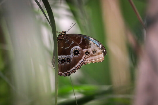 Owl butterfly