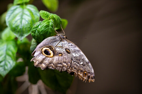 Owl butterfly