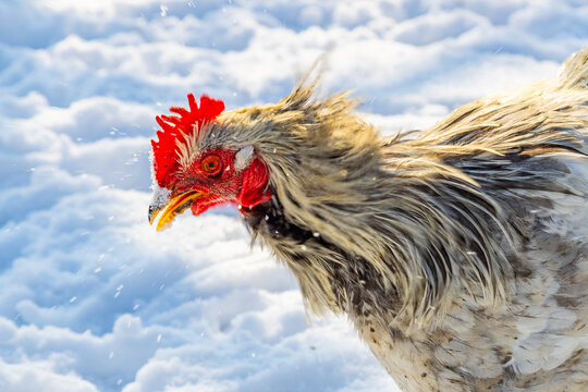 Close-up of a Chicken Head in Snow