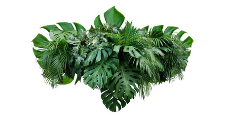 Plant leaves Green nature Tropical forest isolated on transparent background - png © Design Zone