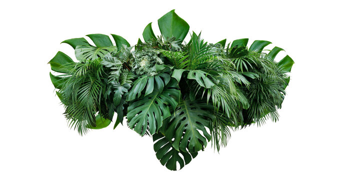 Plant leaves Green nature Tropical forest isolated on transparent background - png