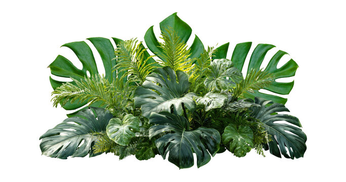 Plant leaves Green nature Tropical forest isolated on transparent background - png