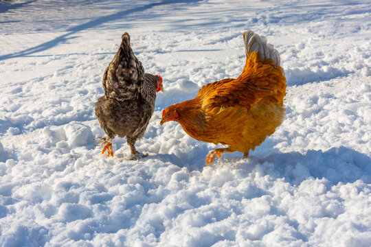 Two Chickens Walking on Snowy Ground in Bright Sunlight