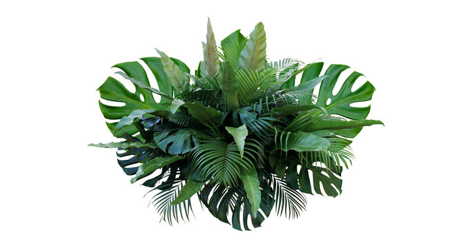 Plant leaves Green nature Tropical forest isolated on transparent background - png