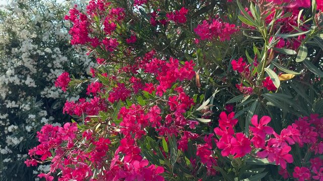 Bright pink flowers of oleander nerium bush.