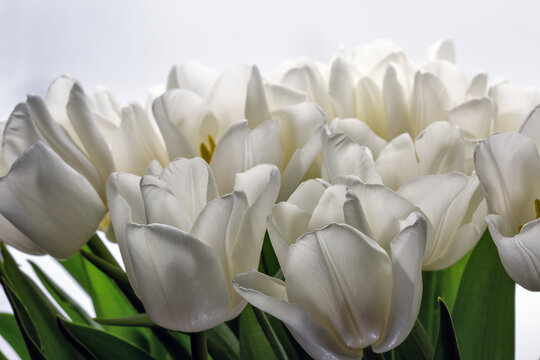 White tulip flowers blooming in spring closeup on white.