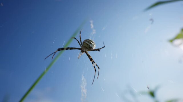 A banded orb weaver spider sits suspended in its silk web under a bright blue sky. Low-angle sunlight creates a cinematic flare across the web and detailed patterned legs.