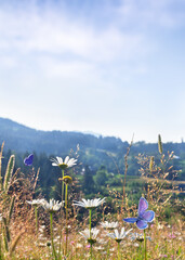 White daisies and pink cornflowers blooming in a summer meadow in mountains with blue and pink butterflies flying against a clear blue sky © Anastasiia Malinich