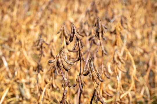 Ripe soybean pods in field ready for autumn harvest