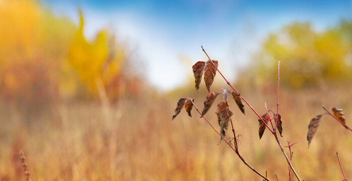 Dried autumn leaves on thin branch against blurred golden field background