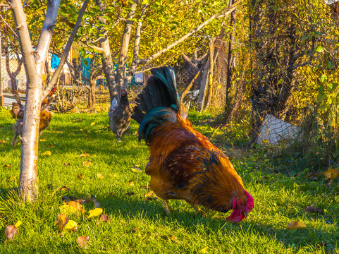 Rooster and Hens Grazing in Autumn Sunlight