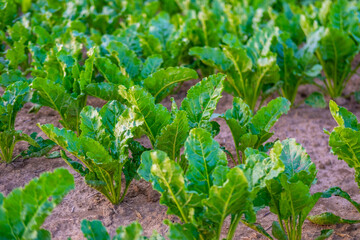 Fototapeta premium healthy sugar beet fodder beet leaves agricultural field, checking crop condition, sustainable farming, Quality harvest preparation, fresh organic agriculture, vegetable food production agribusiness