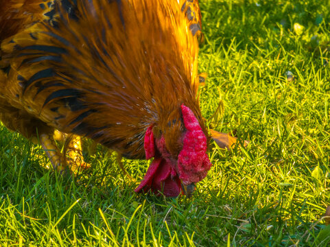Close-Up of Rooster Pecking Grass in Warm Sunlight