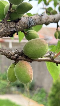 Close up view of green magnolia pods on a dark branch suggesting nature exploration or botanical study, capturing fresh organic detail, natural growth cycle feel