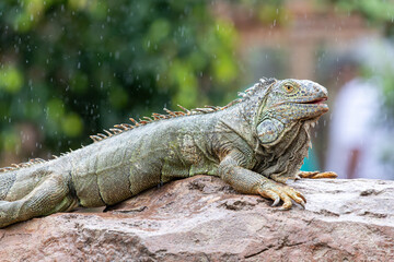 Fototapeta premium Portrait of a green iguana (iguana iguana)