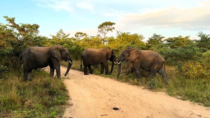 Three African Elephants Walking on Dirt Road in Sabi Sand © Ukraine
