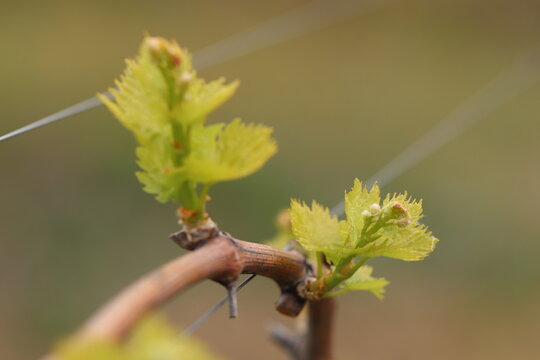 nuove foglie in un vigneto in primavera