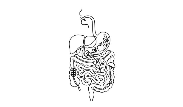 Human Digestive System and Healthy Nutrition One Line Vector Illustration