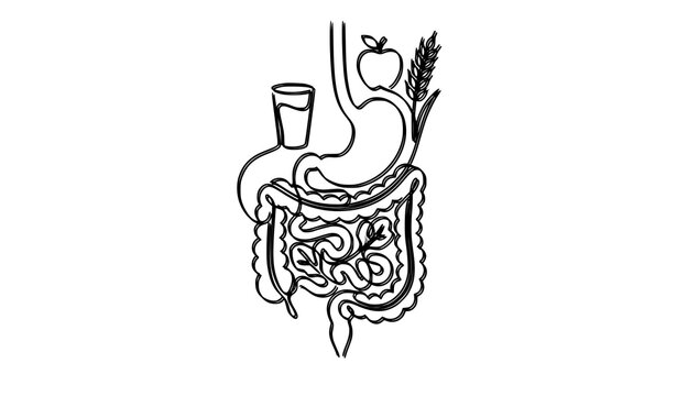 Human Digestive System and Healthy Nutrition One Line Vector Illustration