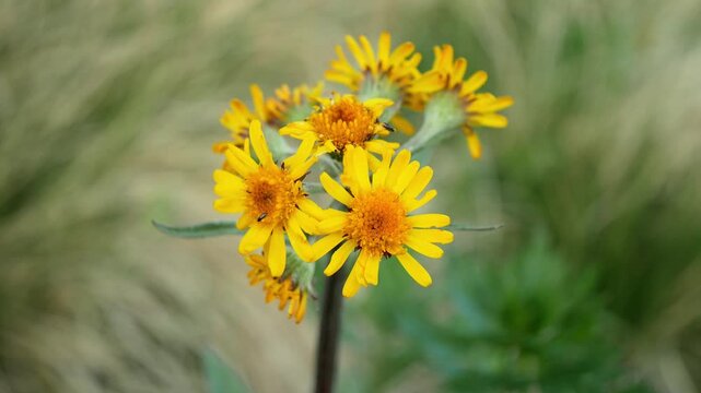 Meadow Groundsel Tephroseris crispa yellow blooming swamp ragwort Jeseniky, Senecio crispus herbaceous perennial Asteraceae sunflower daisy family insects on flowers plant insect interactions like