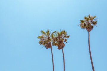 Vintage look of Palm trees on blue sky background © Maria