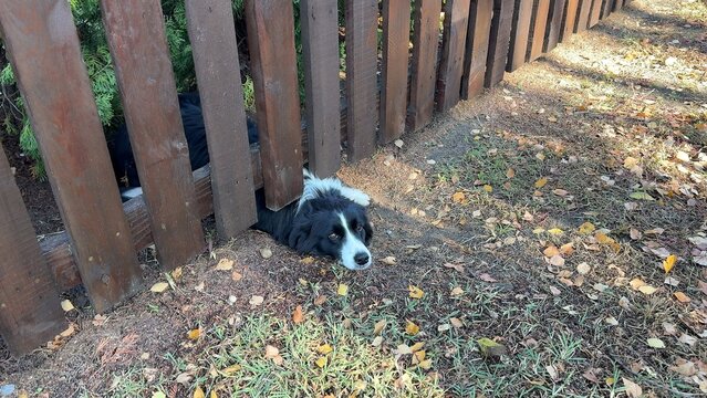 A fluffy black and white puppy rests on dry dirt outdoors near wooden fencing; capturing playful moments of canine life, perfect for pet related content or charming lifestyle features