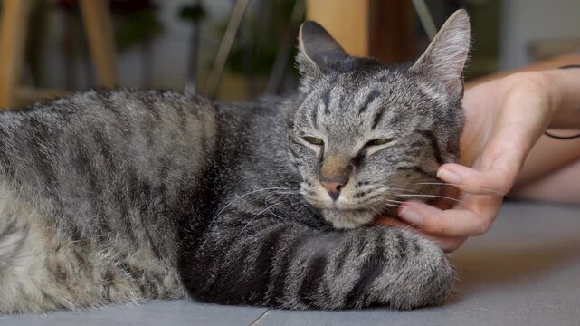 Person gently petting a relaxed tabby cat lying on an indoor floor in natural light