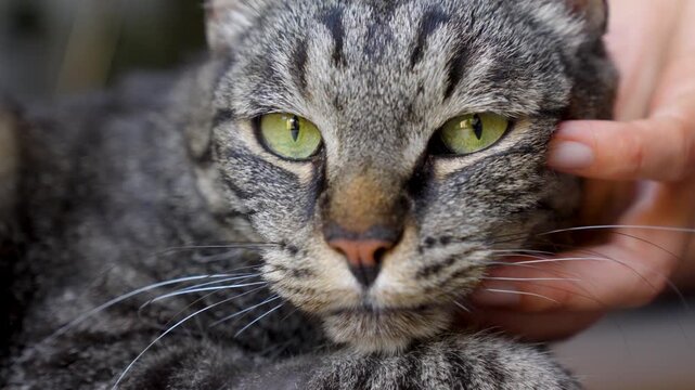 A close-up of the head of a dark-striped cat being scratched under the chin by a human hand, its eyes open and looking at the camera