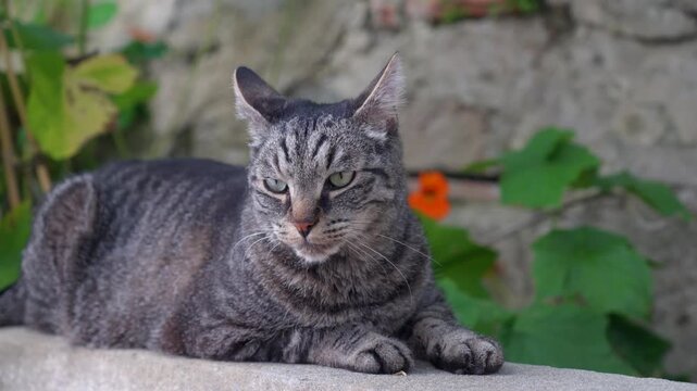 a pretty tabby cat lying on a patch of concrete in a shady garden