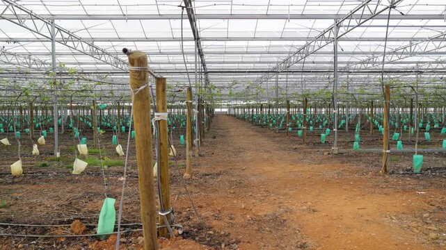 Handheld Establishing View of Commercial Greenhouse Cultivation Facility