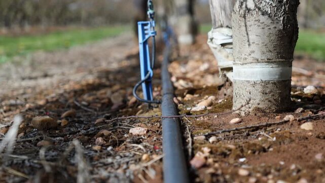 Agricultural drip irrigation system with pipes, blue stakes, and micro-sprinklers running along rows of tree trunks in an orchard or vineyard.