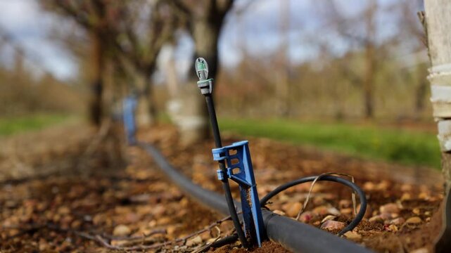 Modern drip irrigation system with pipes, blue stakes, and micro-sprinklers installed along rows of tree trunks in an agricultural orchard.