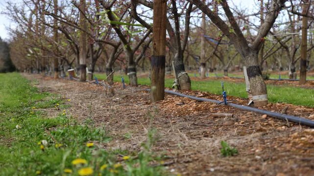 Panning View of Agricultural Drip Irrigation System in Orchard landscape